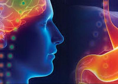 چاقی مغز را کوچک می کند چاقی مغز را کوچک می کند