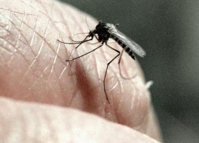 پشه ها بیش از همه چه کسانی را می گزند؟ پشه ها بیش از همه چه کسانی را می گزند؟