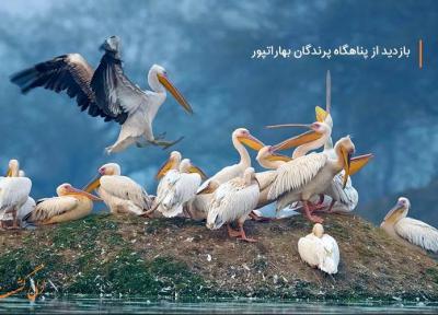 تماشای پرندگان نادر در پارک ملی کلادو، هند تماشای پرندگان نادر در پارک ملی کلادو، هند