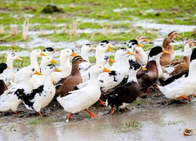راهنمای سفر به مالدیو در تابستان: فصل بارانی یا فصل فرصت های طلایی؟ راهنمای سفر به مالدیو در تابستان: فصل بارانی یا فصل فرصت های طلایی؟